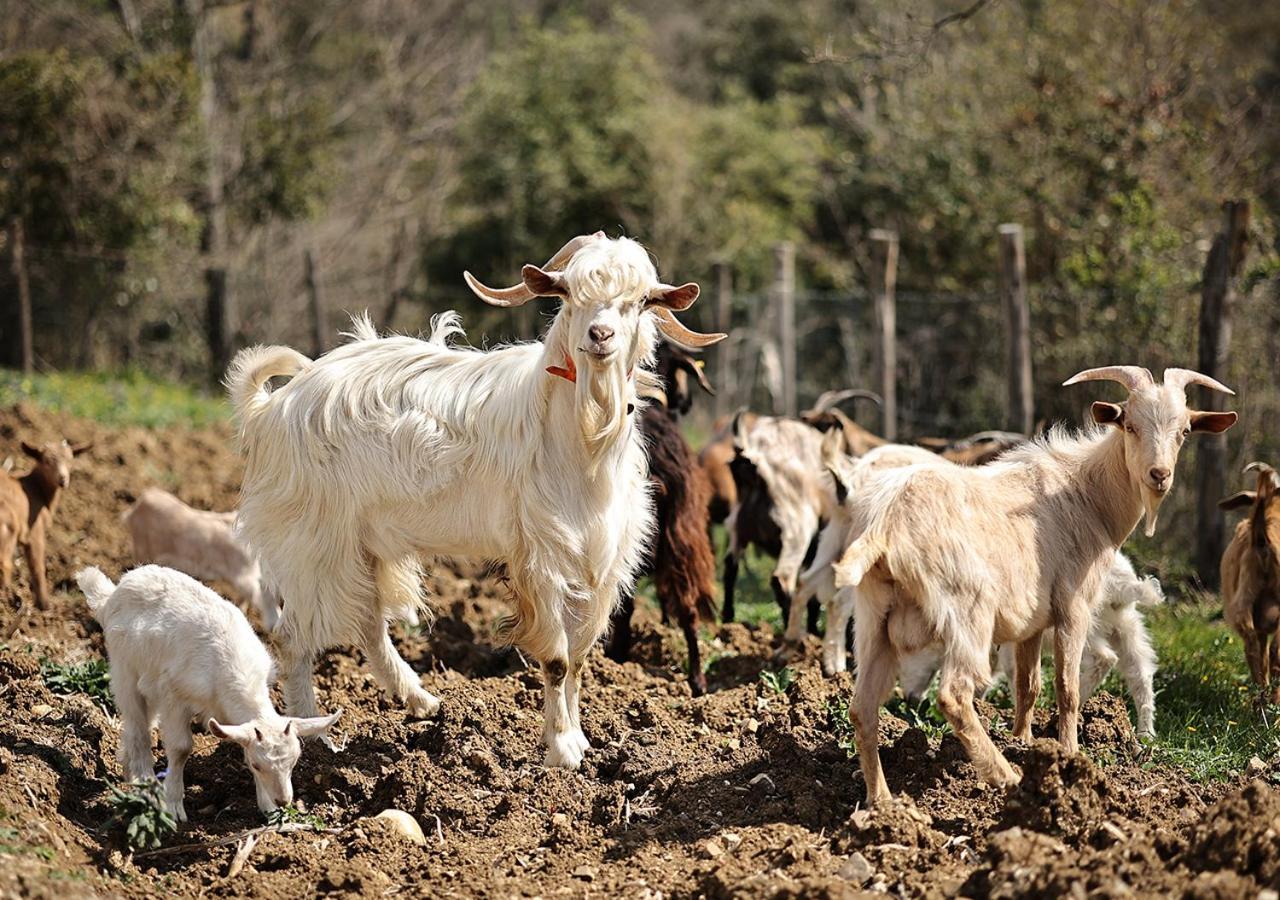 Willa Casa Agricola Scorziello Serre  Zewnętrze zdjęcie